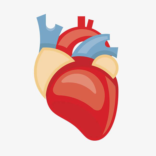心脏核磁共振主要检查什么