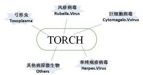 torch项目的检测意义