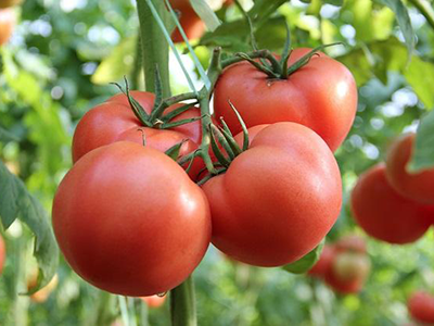 女性吃西红柿有哪些好处 清热解毒美容护肤