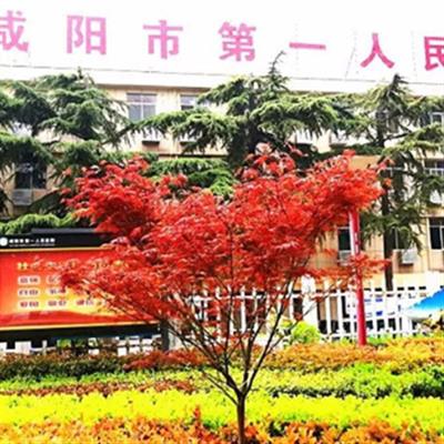 咸阳市第一人民医院体检中心  本地人热心整理预约攻略
